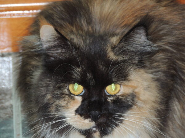 Shonya - Image 2