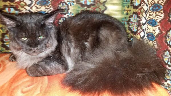 Black Beauty