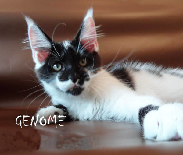 Genome - Image 7